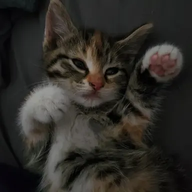 Profile image of beanie urs and cesars cat