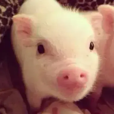 Profile image of Pig -TF-