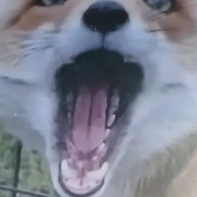 Profile image of 여우