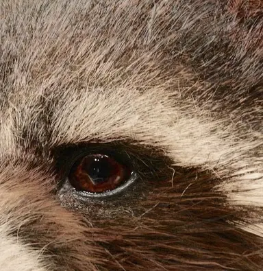 Profile image of Rocket