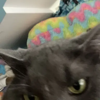 Profile image of Serafine