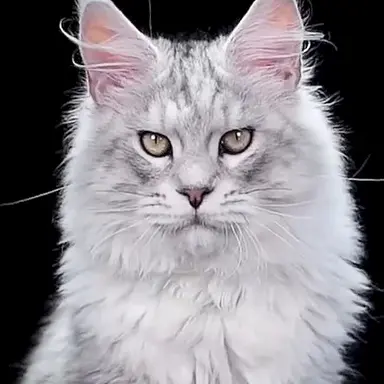 Profile image of ネロ