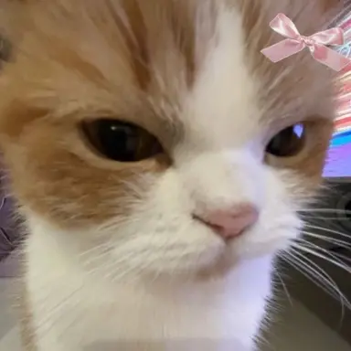 Profile image of よん