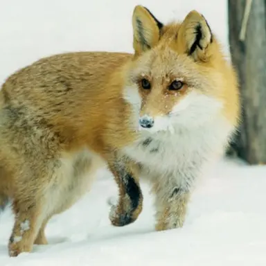 Profile image of 여우