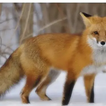 Profile image of Fox