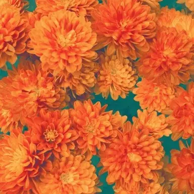 Profile image of 제미니