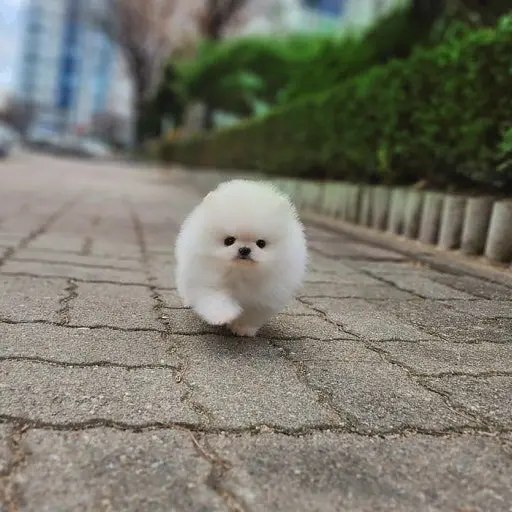 sua0814의 애니멀즈!