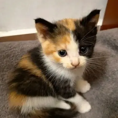 Profile image of Nora