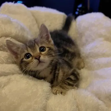Profile image of Pip