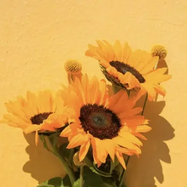 Profile image of 각별