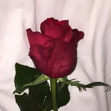 Profile image of 라더