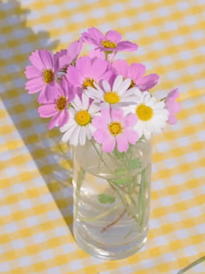 HSRD-Heptagram의 내가 원작 주인공인데 빙의물..