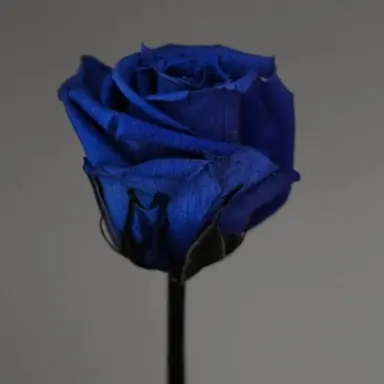 Profile image of 잠뜰