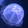 Profile image of リクエス募集クラゲ