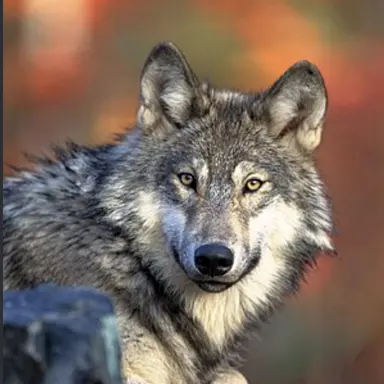Profile image of 늑대