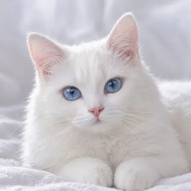 Profile image of ペク・ソル
