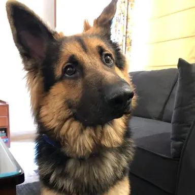 Profile image of Mellow