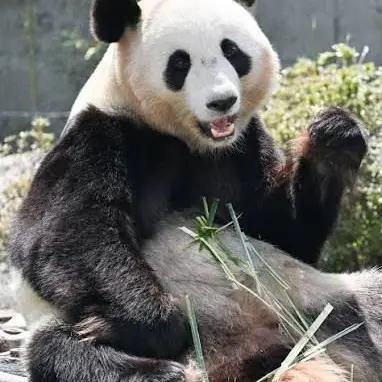 Profile image of パンダ