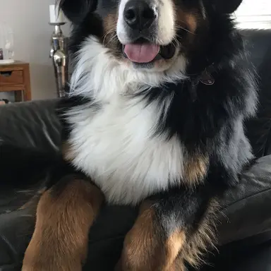 Profile image of Honey