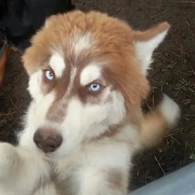 Profile image of Kaddu