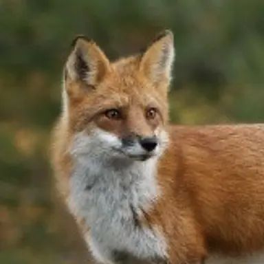 Profile image of 여우