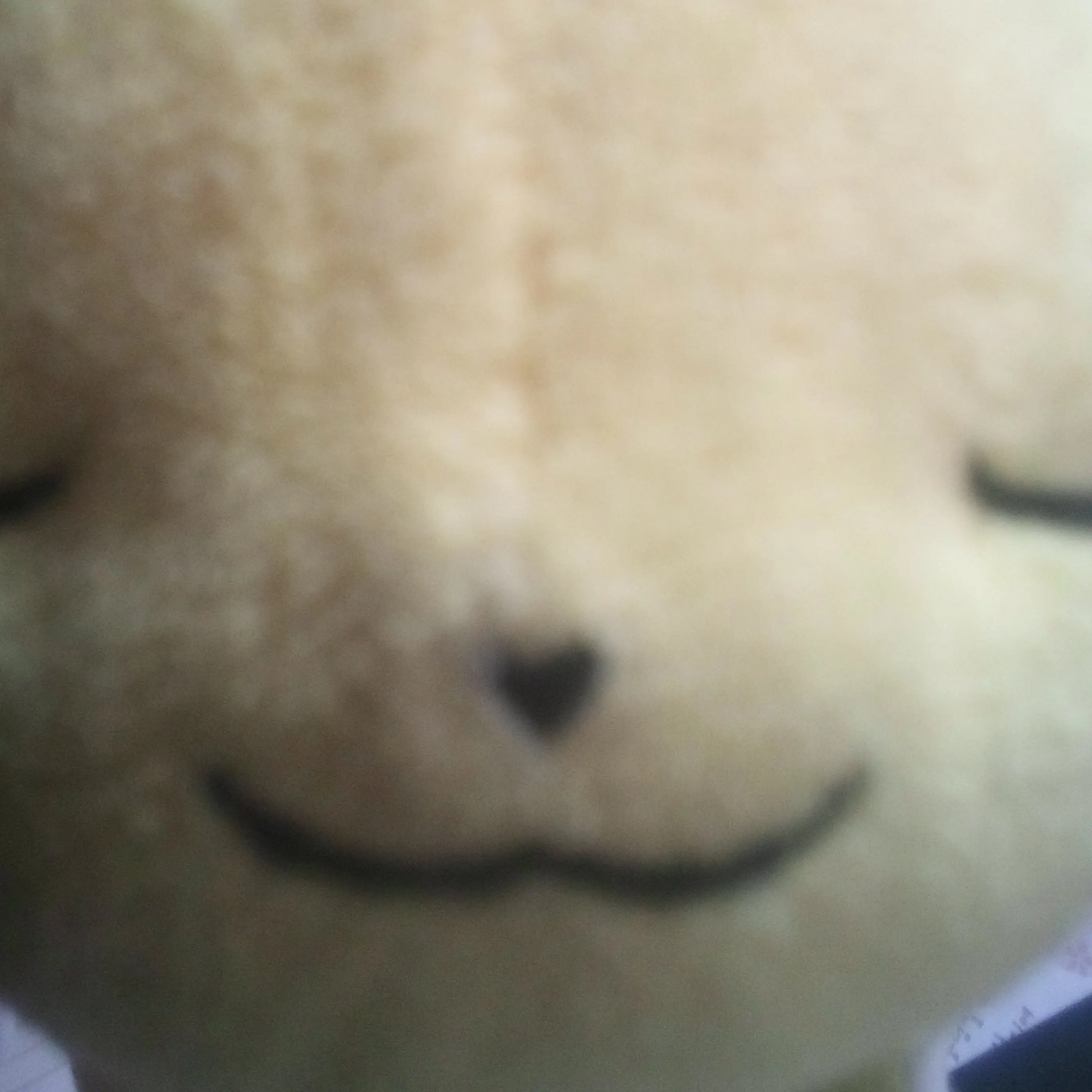 LeafyTea2977의 이터널슈가