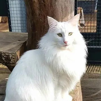 Profile image of 무스