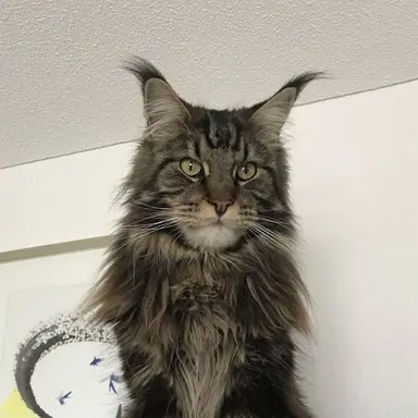 Profile image of 찬