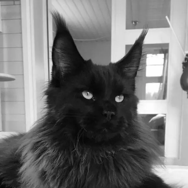 RiskyPlane5983의 4마리의 길고양이