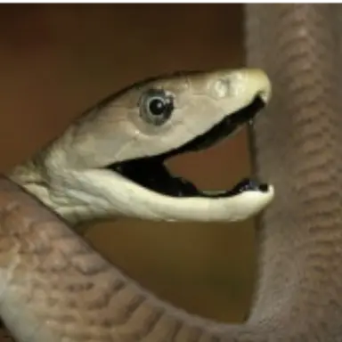 Profile image of 사티나