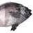 돌돔