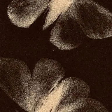 Profile image of 양밀리