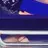 제노