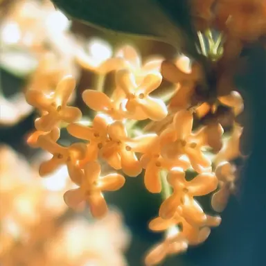 Profile image of 緋八マナ