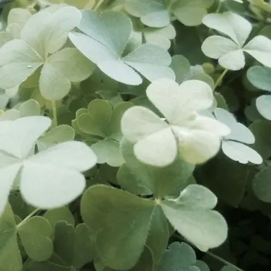 Profile image of 공룡