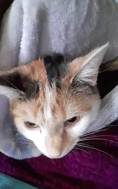 Profile image of Caleb Moretti