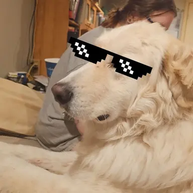 Profile image of Foxy