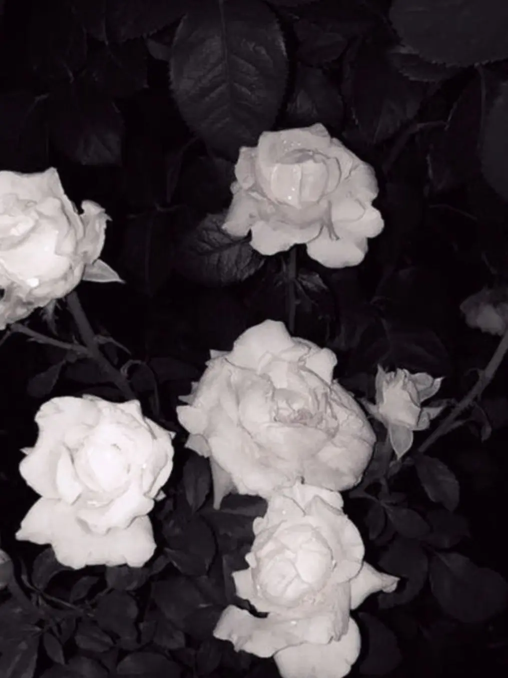 Lone.drink11.11의 Mr. 잭 튜베로즈