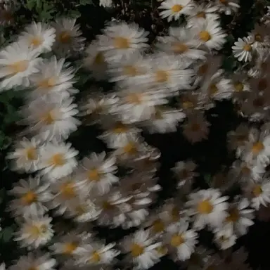 Profile image of 이수원