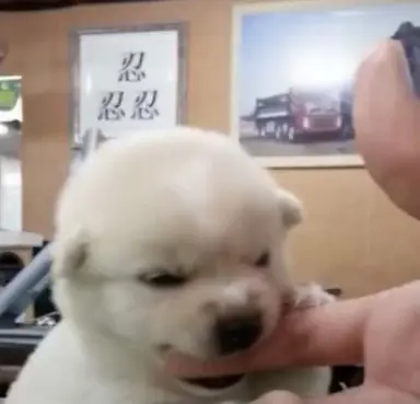 Profile image of 키라하치 늑대