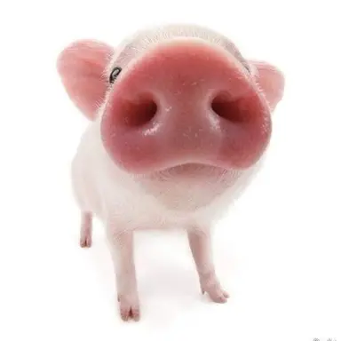Profile image of 늑대