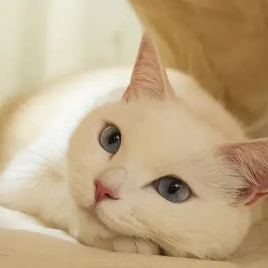 Profile image of 애옹이