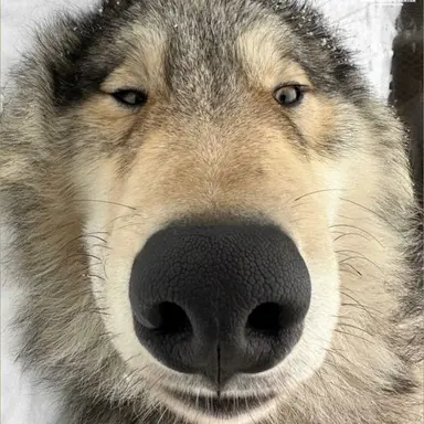 Profile image of Wolf