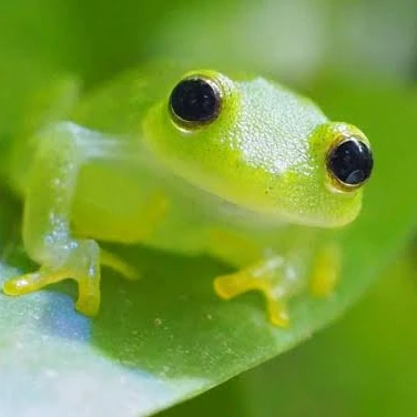 カエル