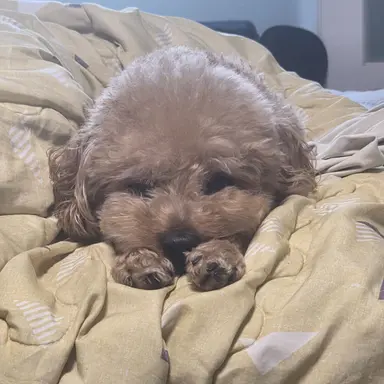 Profile image of 강쥐 무이