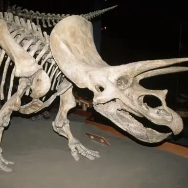 Profile image of 트리케라 귀신