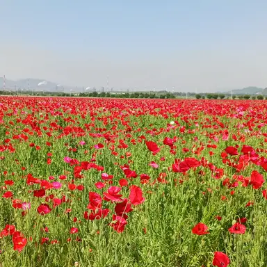 Profile image of 廉