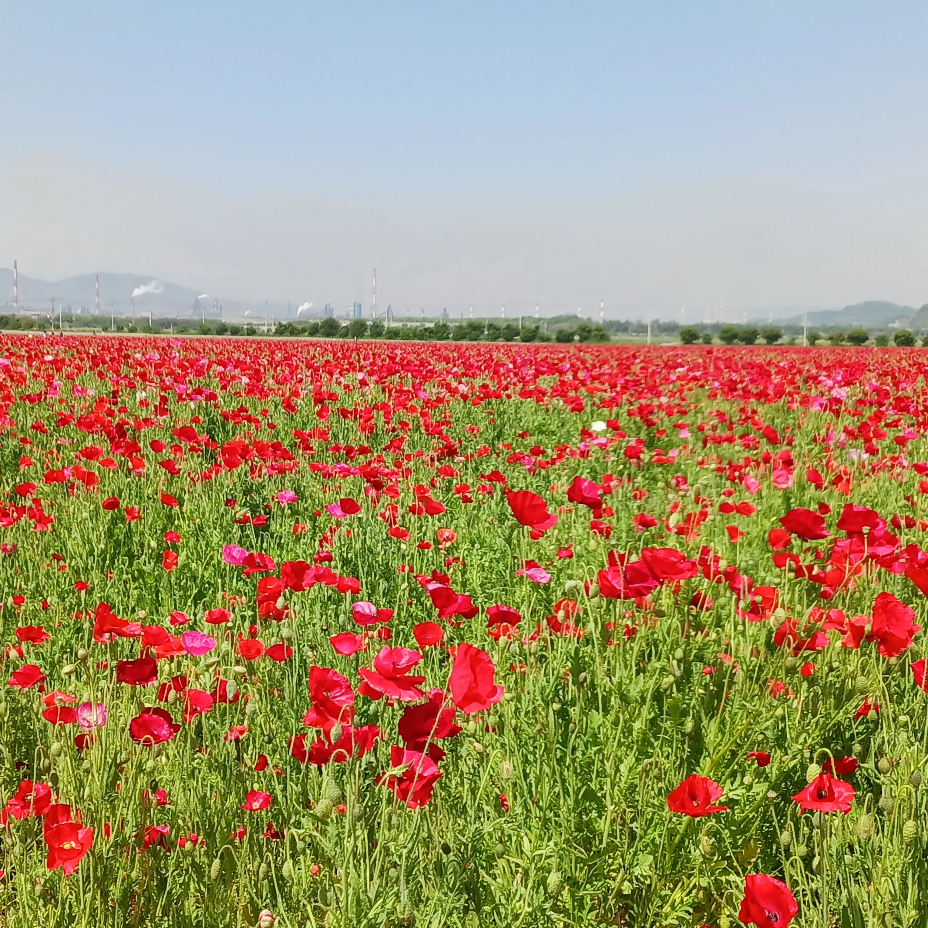 VagueOtter7836의 弟