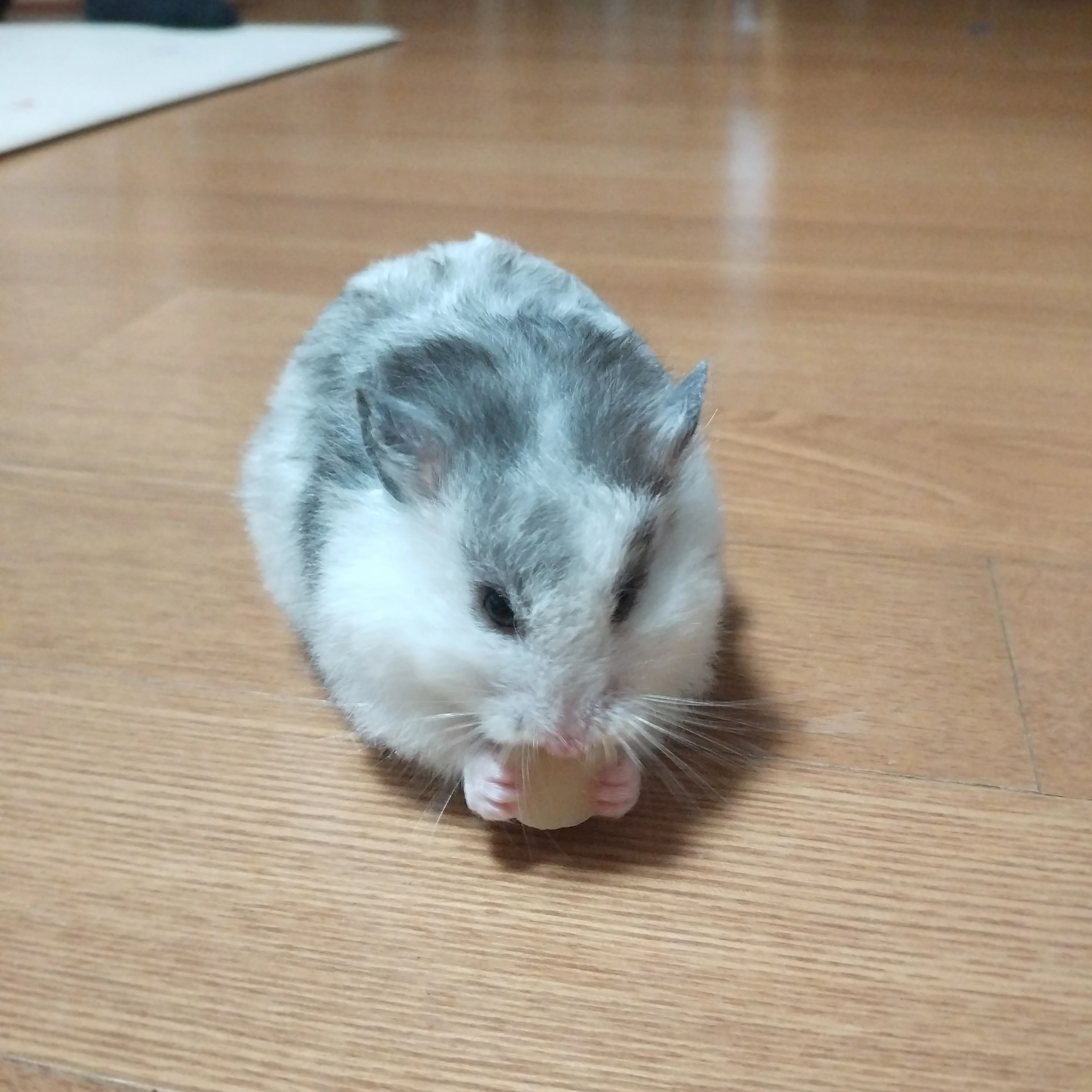 고고 프렌즈