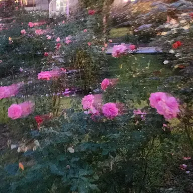 Profile image of too